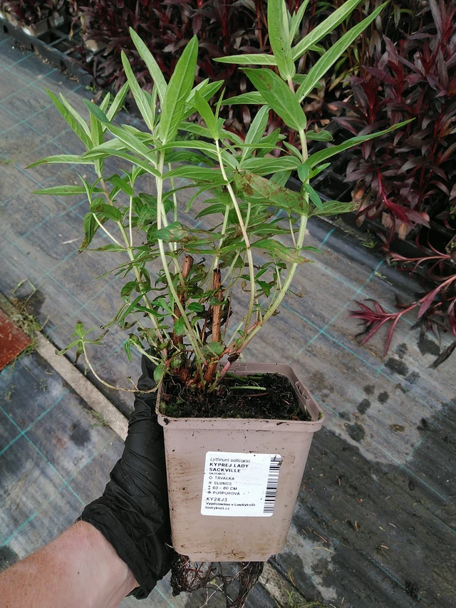 Kyprej Lady Sackville - 10. 9. 2025