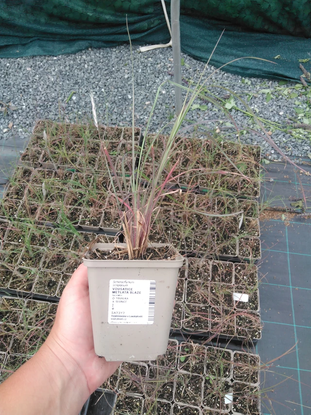 Parrake Heinä Blaze - 2024