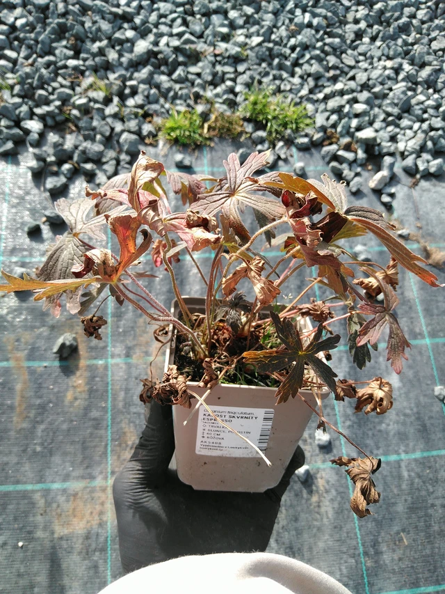 Geranium spotted Espresso - 31. 10. 2025