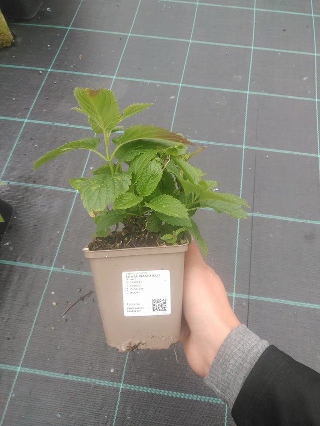 Šanta Washfield - 10. 10. 2025