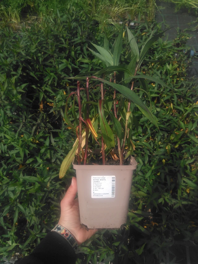 Astra White Ladies - 2024