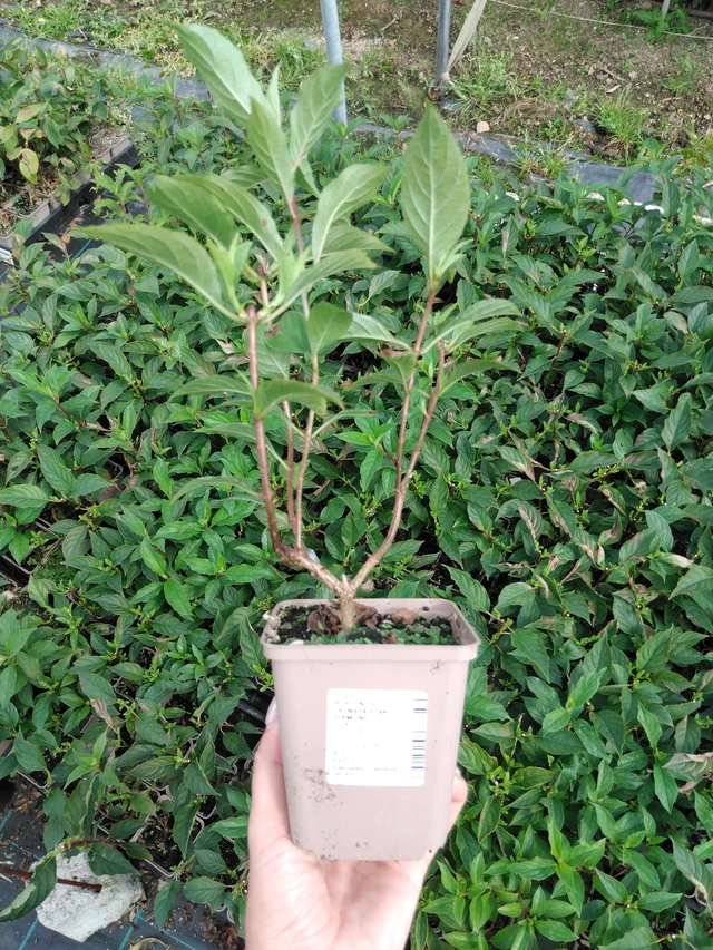 Hortensia Pink Diamond - 2024