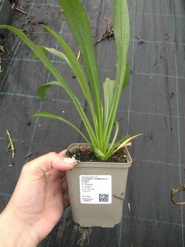 Vara de oro Romantic Glory - 11. 7. 2025