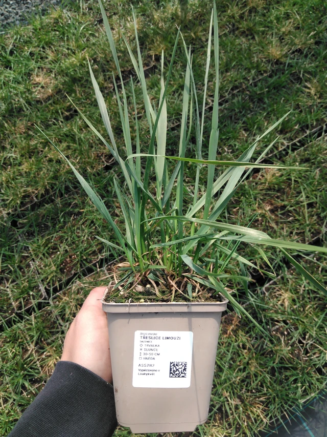 Třeslice Limouzi - 13. 5. 2025