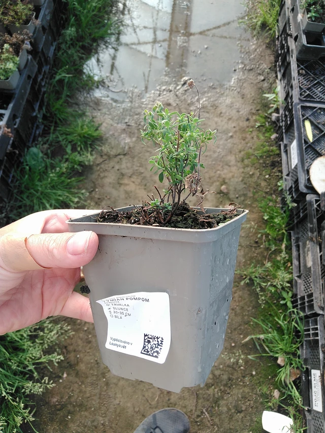 Timjami Pompom - 19. 8. 2025