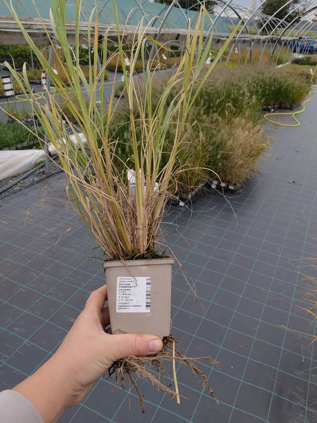 Pennisetum alopecuroides Cassian - 10. 10. 2025