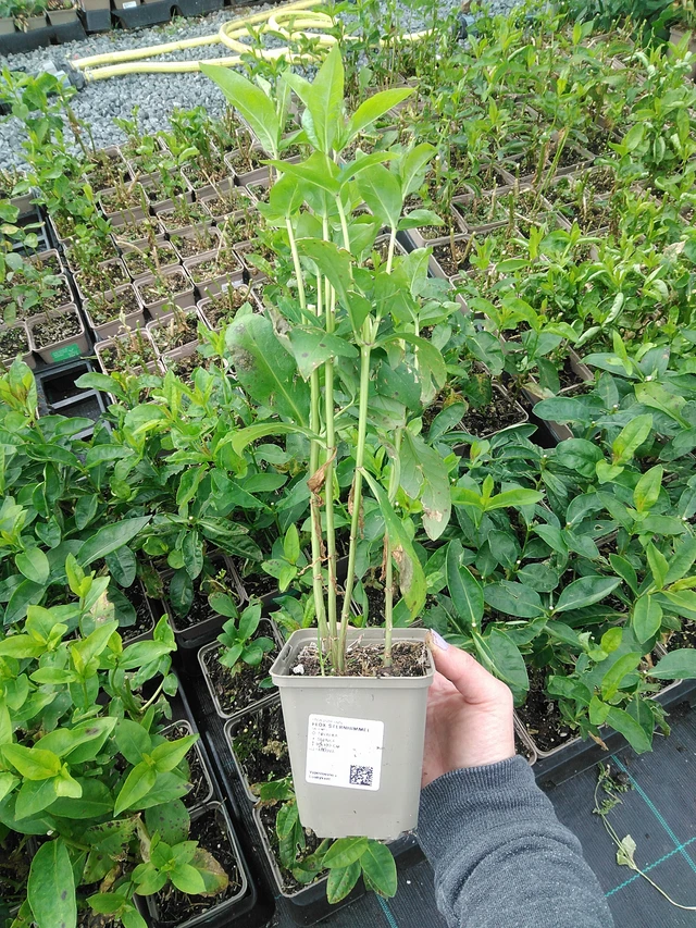 Flox Sternhimmel - 9. 6. 2025