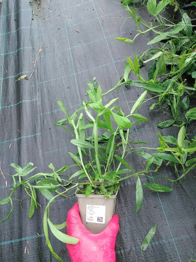 Hajuherne Pearl Mixture - 29. 7. 2025