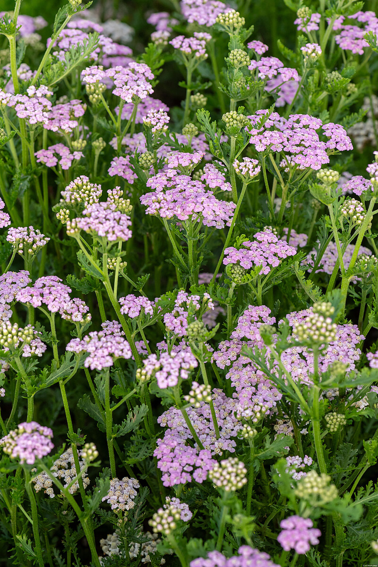 Řebříček Lilac Beauty, Loukykvět