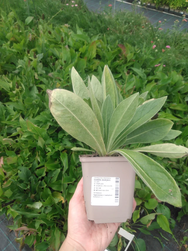 Aciano de montaña - 2024