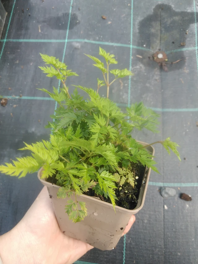 Udatna Charakter - 17. 7. 2025