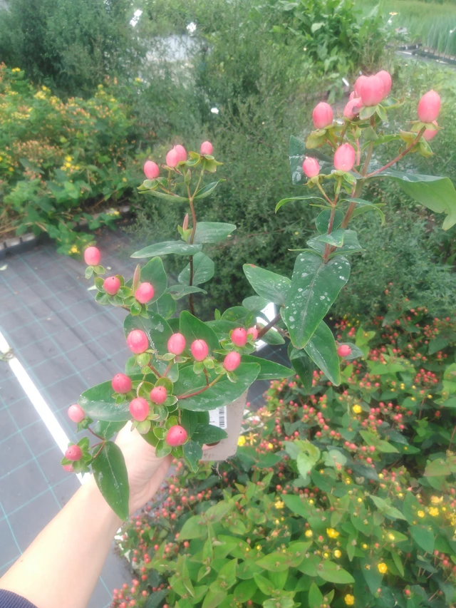 Hipérico Globo Ruby - 2024