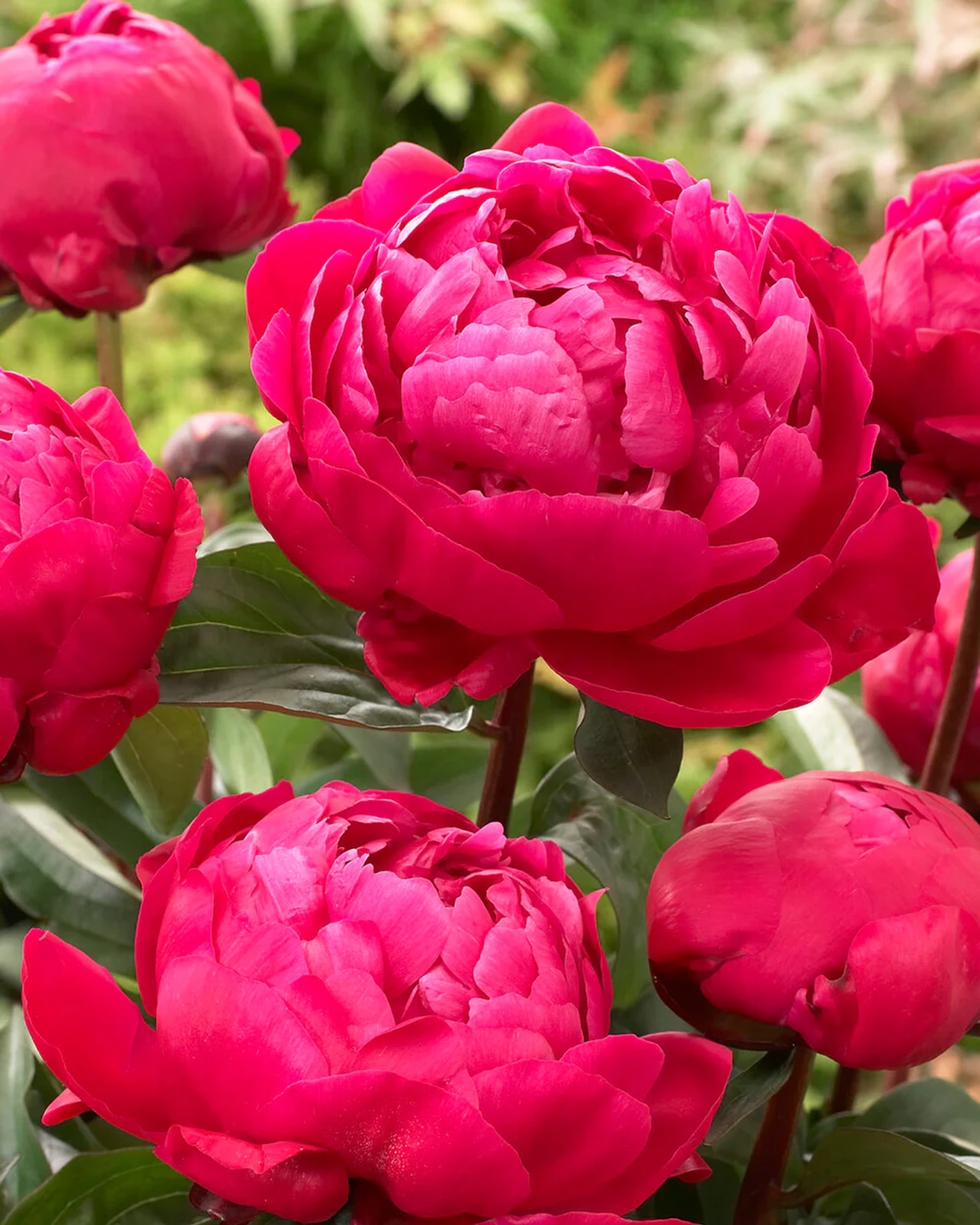 Pivoňka Red Sarah Bernhardt, Loukykvět