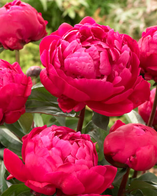 Pivoňka Red Sarah Bernhardt, Loukykvět