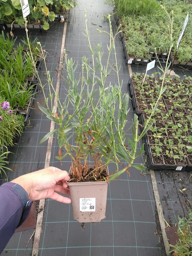 Gypsophila Perfecta - 11. 7. 2025