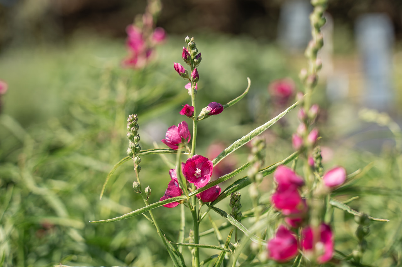 Slézovník Brilliant, Loukykvět