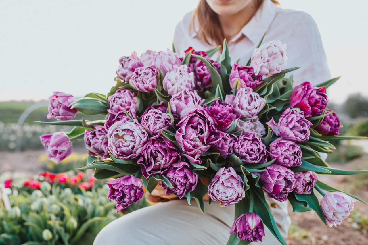 Tulipán Ragebol, Loukykvět