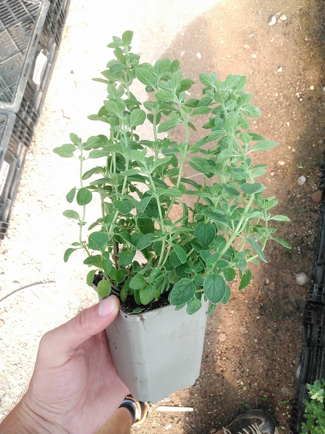 Dobromysl Supreme - 1. 7. 2025