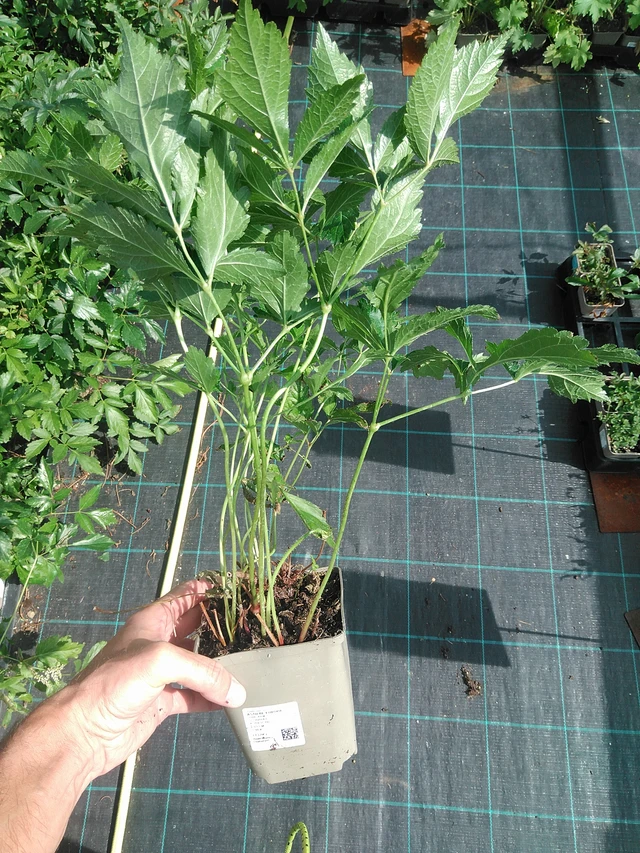 Astilbe Europa - 24. 6. 2025