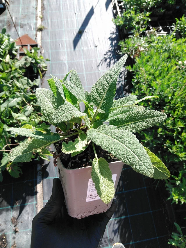 Šalvěj luční Rose Rhapsody - 19. 8. 2025