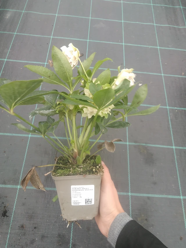 Hellebore Double Ellen White Spotted - 10. 10. 2025