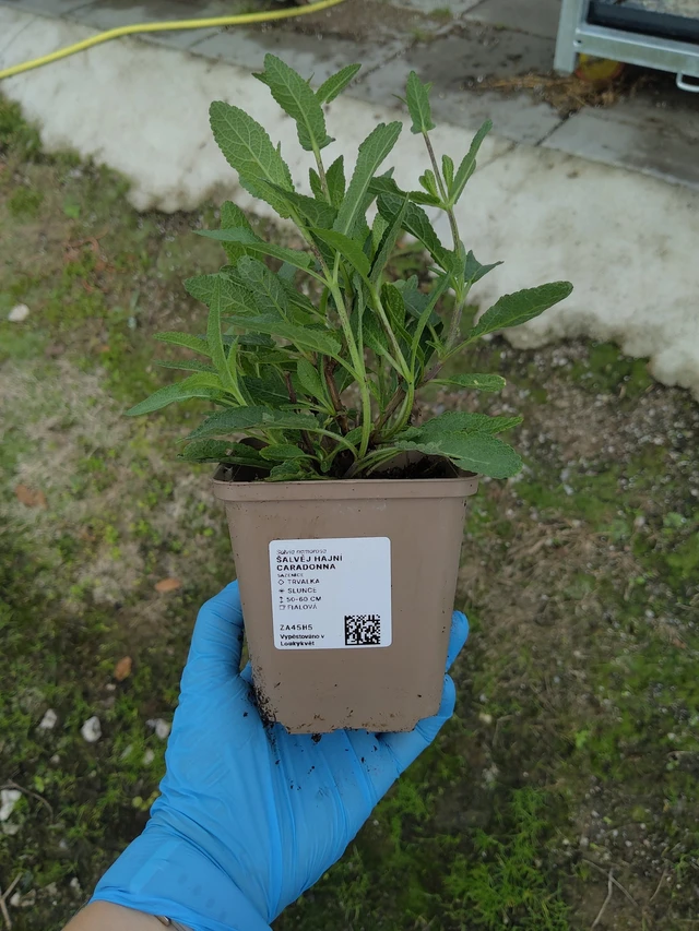 Šalvěj hajní Caradonna - 10. 9. 2025