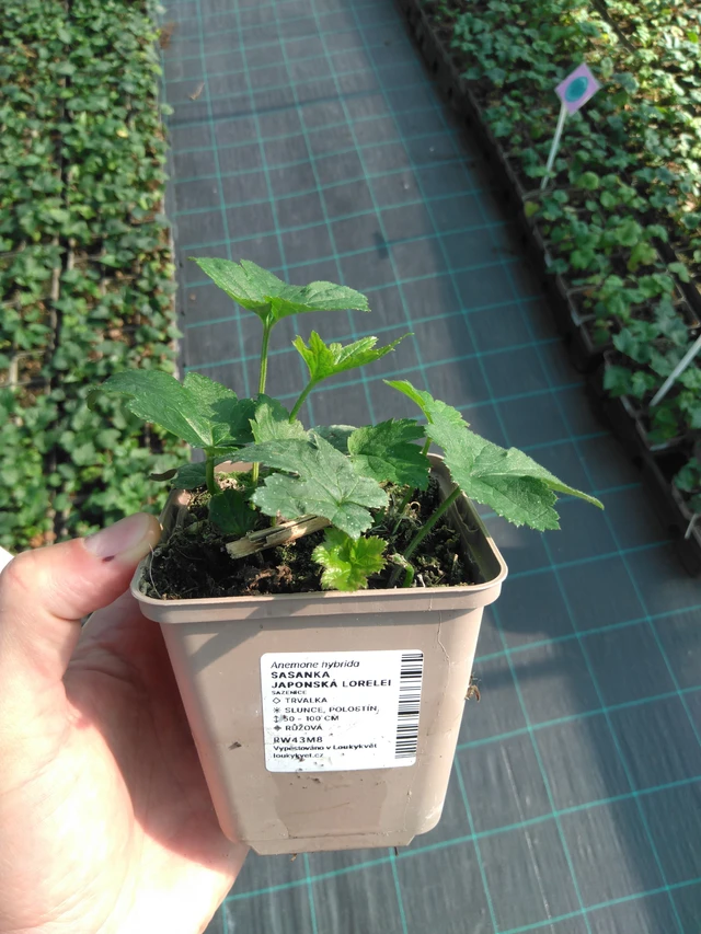 Sasanka japonská Lorelei - 20. 6. 2025