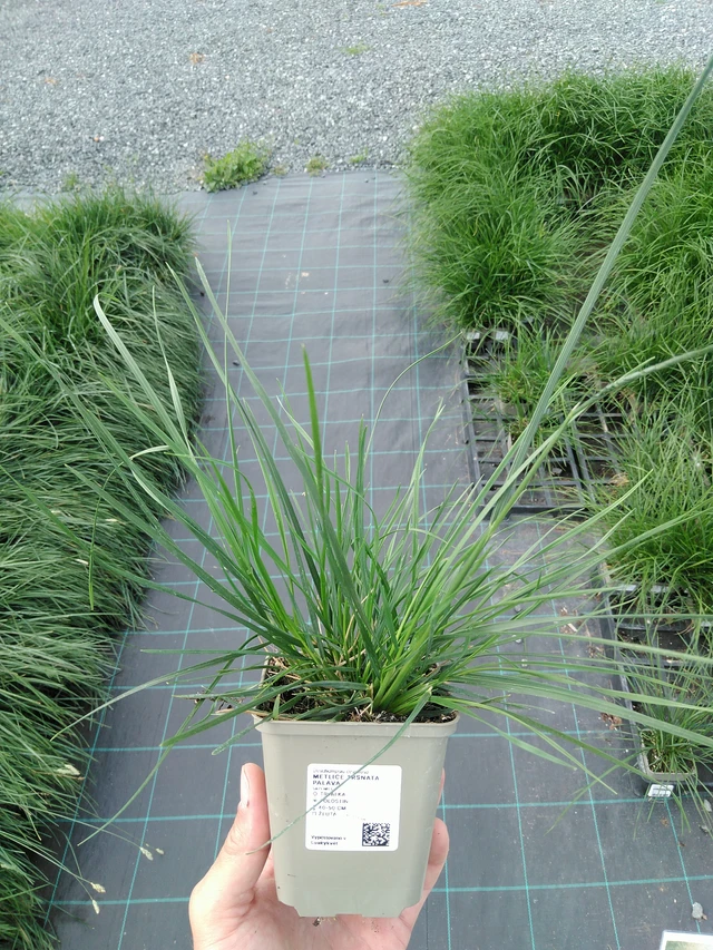 Metlice trsnatá Palava - 24. 6. 2025