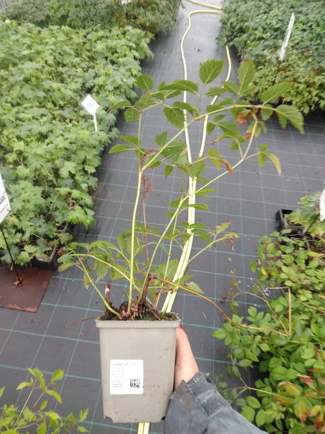 Astilbe Cattleya - 10. 9. 2025