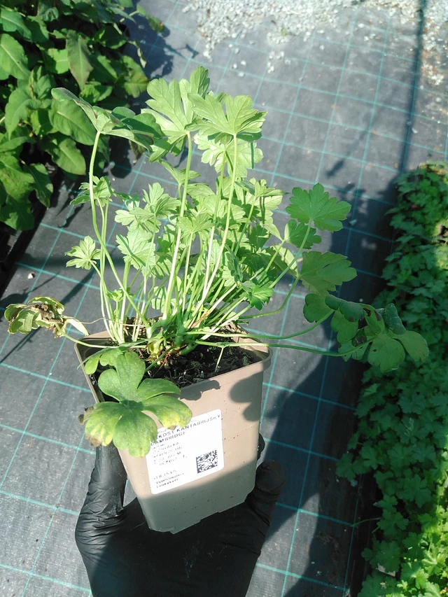 Kurjenpolvi Cambridge - 19. 8. 2025