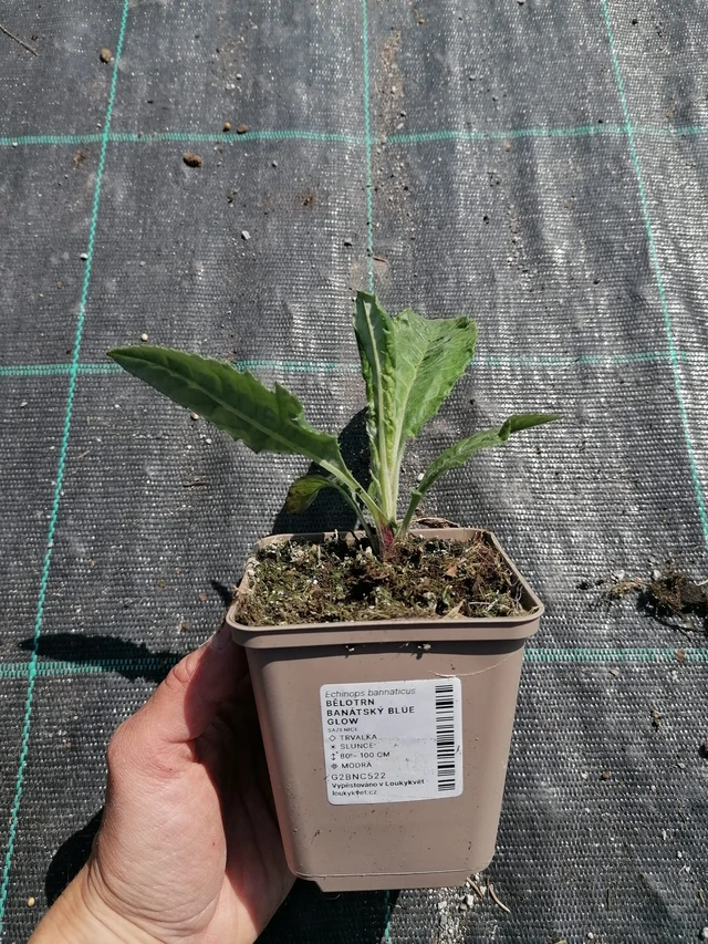 Pallo-ohdake banátský Blue Glow - 2024