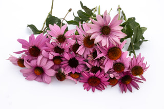 Echinacea Grandiflora Magnus, Loukykvět