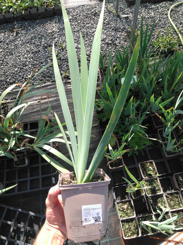 Iris Immortality - 20. 6. 2025