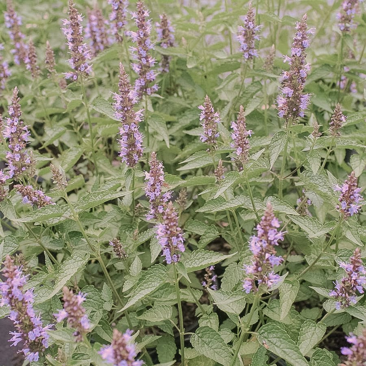 Agastache, Loukykvět