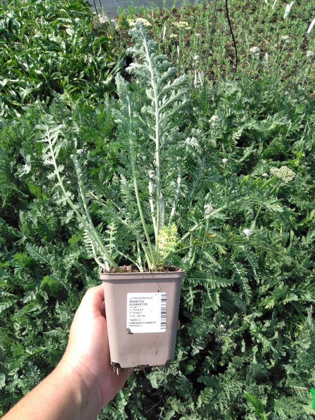 Řebříček Alabaster - 2024