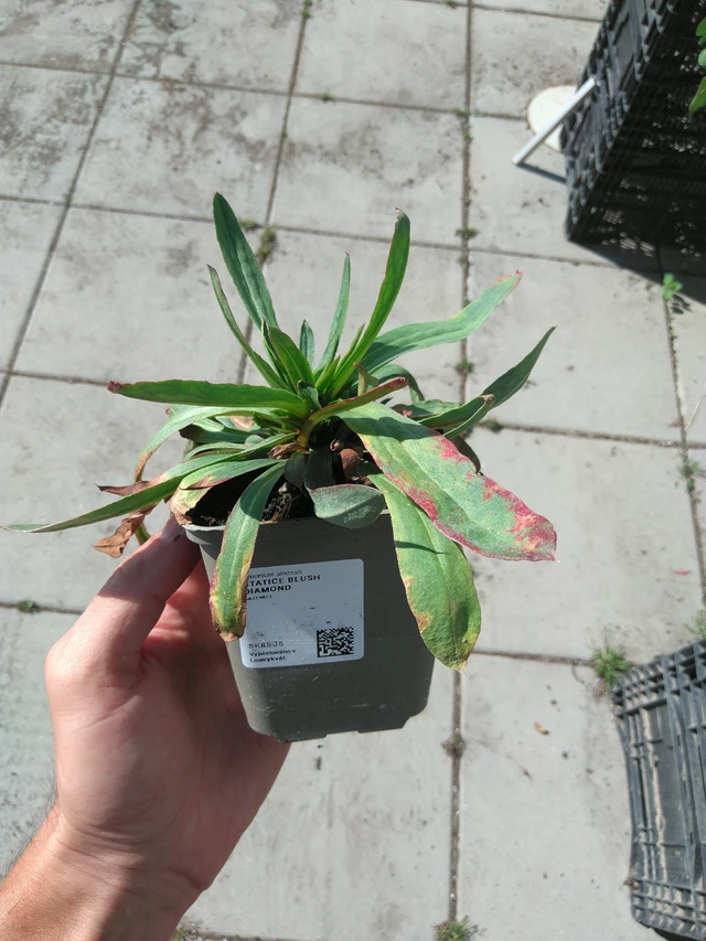 Statice Blush Diamond - 20. 6. 2025