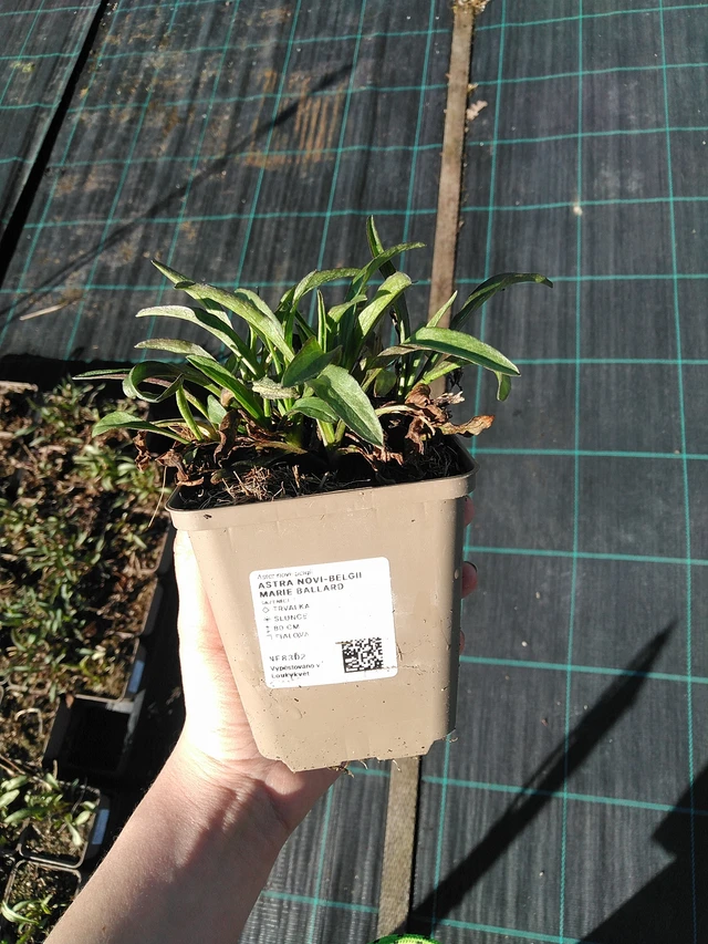 Őszirózsa Marie Ballard - 7. 4. 2026