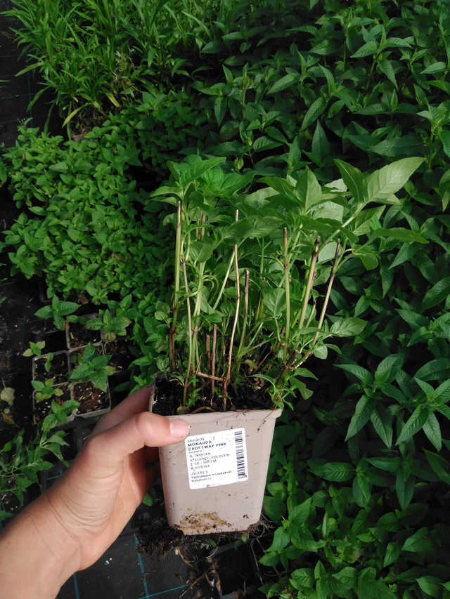 Monarda Croftway Pink - 2024