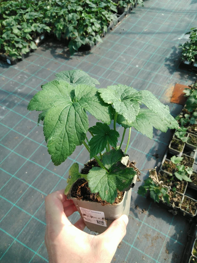 Sasanka japonská Lorelei - 19. 8. 2025