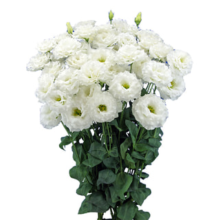 Eustoma Celeb 2 White, Loukykvět