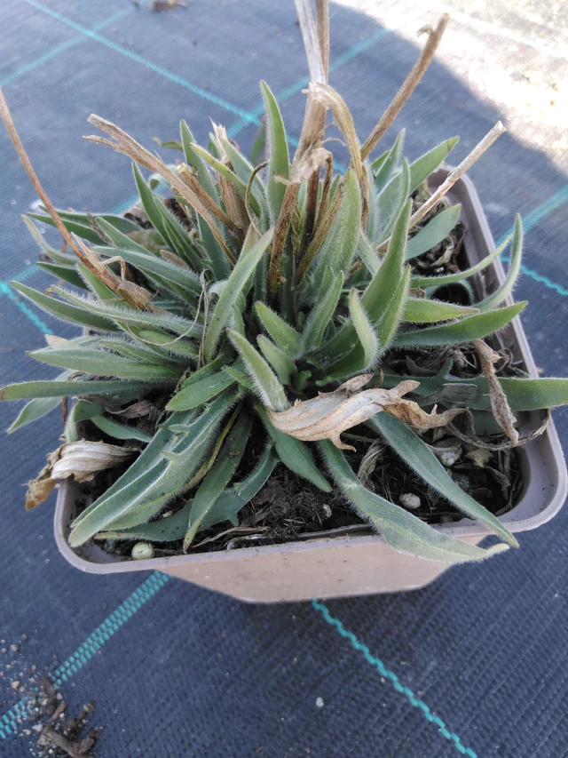 Lobelia azul Alba - 3. 4. 2025