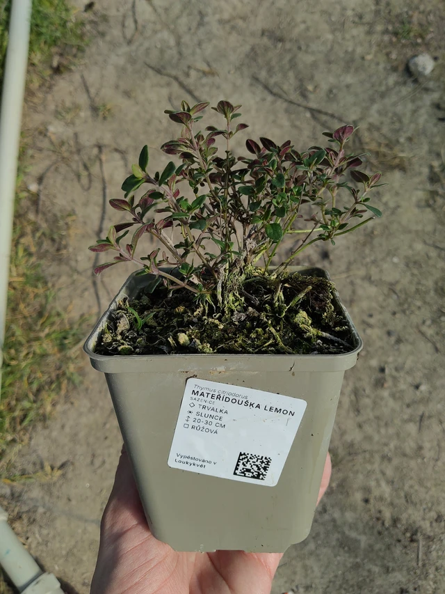 Mateřídouška Lemon - 27. 3. 2026