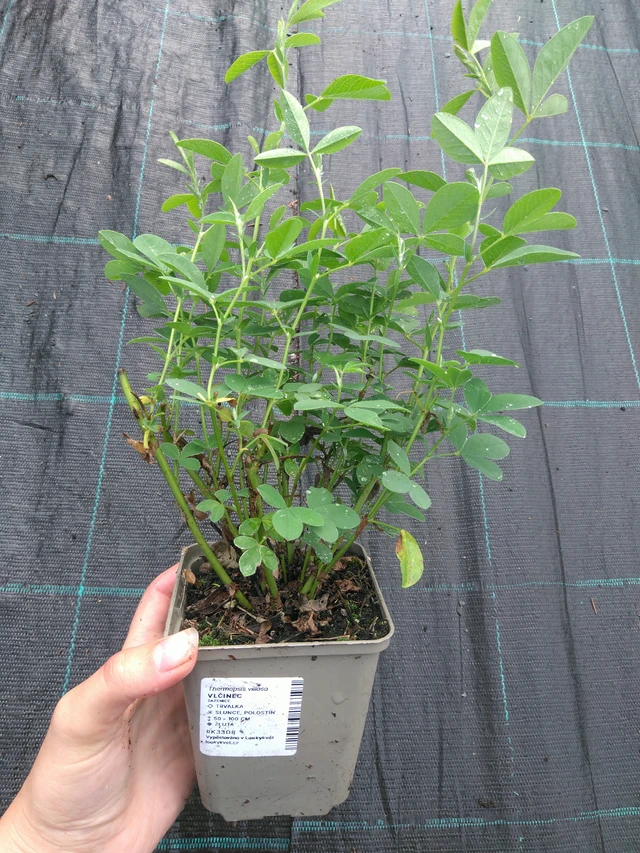 Altramuz - 11. 7. 2025