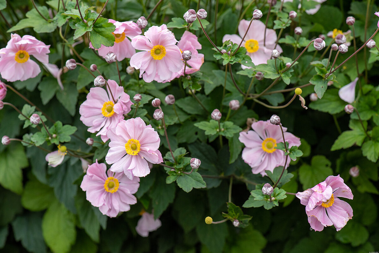 Japonska vetrnica Serenade, Loukykvět