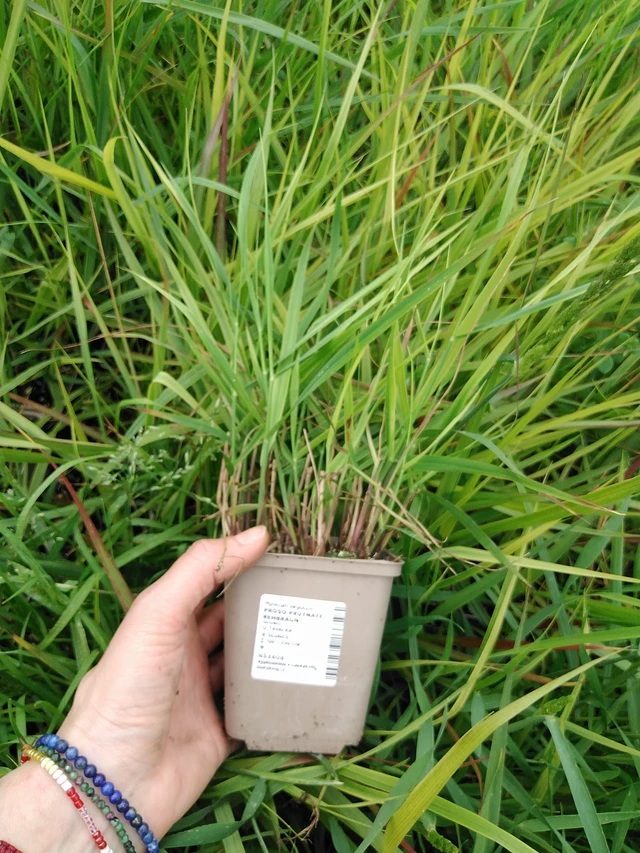 Vingergras Rehbraun - 9. 6. 2025