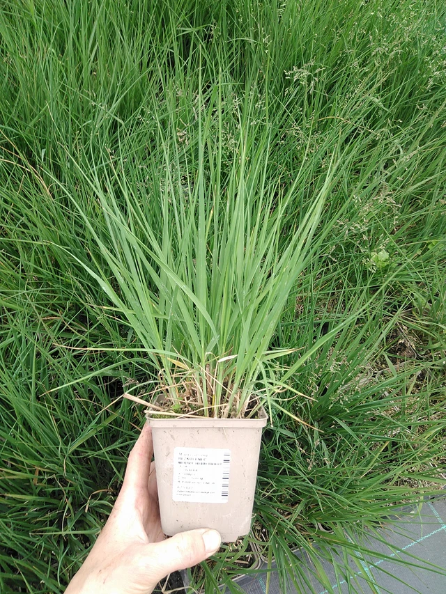 Nurmilauha Heidebraut - 9. 6. 2025