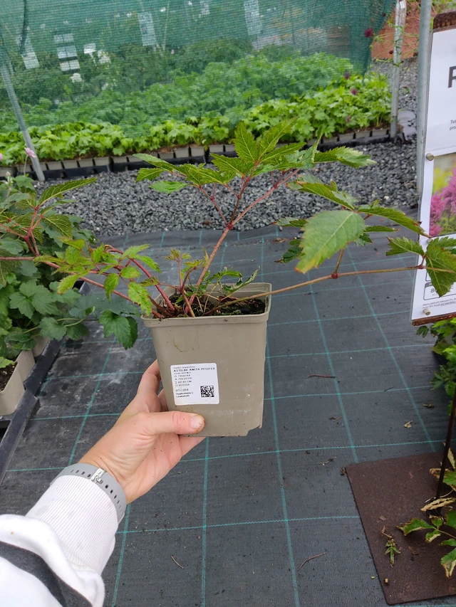 Astilbe Anita Pfeifer - 10. 9. 2025