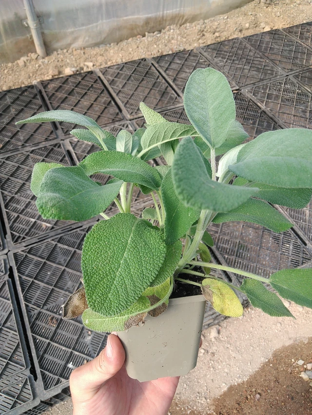 Šalvěj lékařská Maxima - 1. 7. 2025