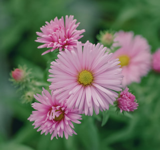 Astra Harrington’s Pink, Loukykvět