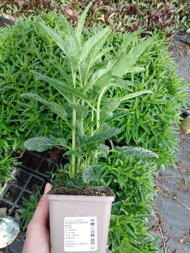 Veronica Skyler Blue - 2024